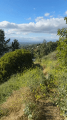 Hillside landscape with flowers overlooking Los Angeles captured on video