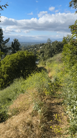 Hillside landscape with flowers overlooking Los Angeles captured on video