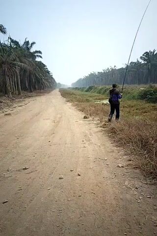 A person walks along a dirt road in a rural area. They are holding a fishing rod. The road is lined with palm trees on either side. The sky is hazy and the sun is not visible. There is dry grass and vegetation on the right side of the road. The person appears to be walking away from the camera.