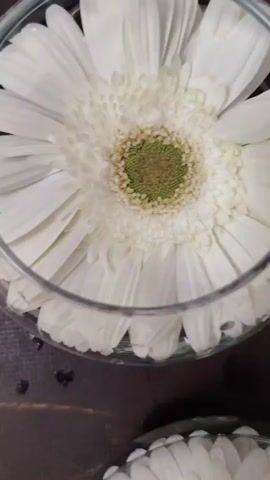 The video shows an overhead view of several gerbera daisies floating in glass bowls filled with water. The flowers are white and pink. The bowls are placed on a dark surface that appears to be a table, with some water droplets visible on the surface. The camera pans slightly, revealing more of the flowers and bowls.