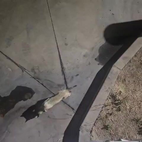 The video shows a light-colored cat with dark markings on its back and tail lying on a concrete surface. The cat is stretching its body. There are shadows on the concrete, including the cat's shadow and a large, dark shadow from an unseen object. There are also dark lines or cracks in the concrete, and some dark wet patches. To the right of the cat, there is a narrow strip of dry vegetation.