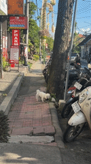 White dog spotted on Ubud streets, Indonesia morning