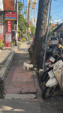 White dog spotted on Ubud streets, Indonesia morning