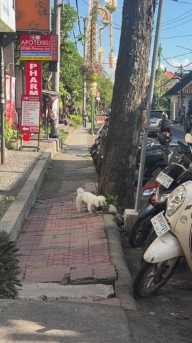 White dog spotted on Ubud streets, Indonesia morning