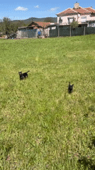 Dogs play in Bulgarian village amid spring blossoms