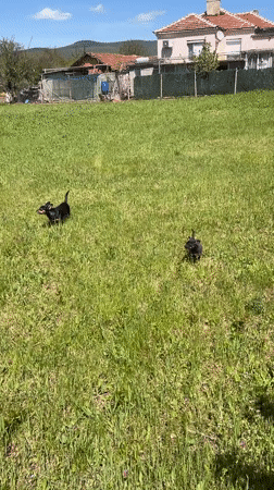 Dogs play in Bulgarian village amid spring blossoms