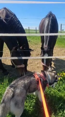 In a sunny, outdoor setting, two dark brown horses stand behind a white fence, grazing on the grass. A gray and white husky dog, wearing a red harness and leash, stands on the other side of the fence, looking at the horses. The grass is green, and there are a few dandelions scattered around. The sky is blue.