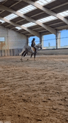Horse training session observed at indoor arena in Belgium