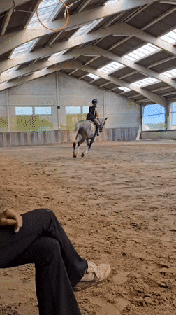 Horse training session observed at indoor arena in Belgium