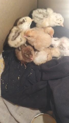 The image shows a close-up, high-angle shot of a group of fluffy, young chicks huddled together in a cardboard box. The chicks are of various colors, including light yellow, tan, and a speckled brown and white pattern. They appear to be nestled on and around a dark, soft fabric, possibly a blanket or towel, which is laid on top of a lighter-colored towel or cloth. Scattered yellow particles, likely chick feed, are visible on the dark fabric and the lighter cloth. A portion of a white, circular object, possibly a lid or dish, is visible in the upper right corner. The lighting suggests it is indoors, possibly under a heat lamp, as one side of the scene is brightly illuminated. The chicks are the clear focus, and their huddled posture might indicate a need for warmth and comfort. There is no visible text in the image.