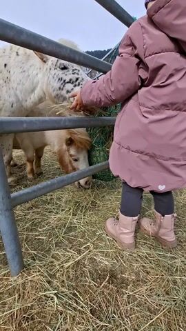 A child in a pink puffer coat and pink boots stands in front of a grey metal fence. The child is feeding two miniature ponies. One pony is white with black spots, and the other pony is light brown with a blonde mane. The ponies are eating hay from a hay net attached to the fence. The ground is covered in hay. In the background, there is a snowy mountain and some buildings. The weather appears overcast.