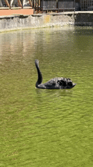 Black swan spotted swimming in algae pond near Vratsa motels
