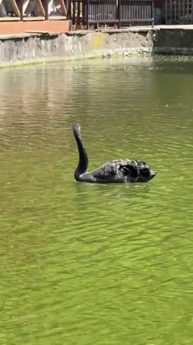 Black swan spotted swimming in algae pond near Vratsa motels