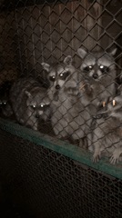 Hand-feeding raccoons through a fence in Pazardzhik at night
