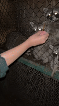 Hand-feeding raccoons through a fence in Pazardzhik at night