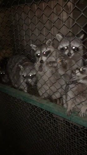 Hand-feeding raccoons through a fence in Pazardzhik at night
