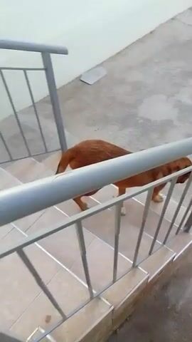 A brown dog walks down a set of outdoor stairs. It then walks across a concrete patio, stops, and looks towards the camera. A plant is visible to the right of the dog. In the background, there is a brick wall and a table with a white object on it.