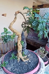 Bonsai collection with flowering plants and miniature temple details, Karawang