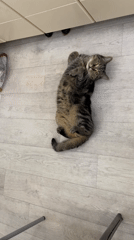 Tabby cat plays on floor with dog in Chaikovsky