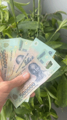 Stack of 500,000 đồng notes fanned out in Đà Nẵng