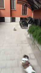 Residential courtyard captured on video in Milan