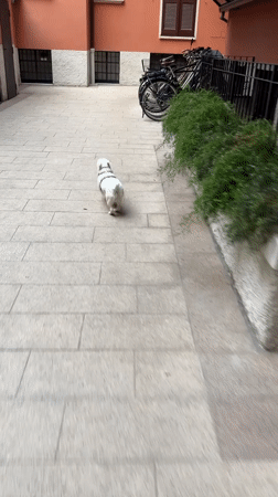 Residential courtyard captured on video in Milan