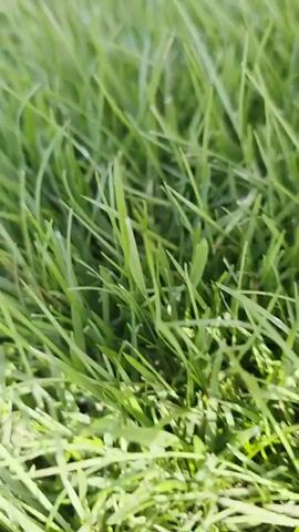 The video shows a close-up view of a small red poppy flower bent over a bed of green grass. Water droplets are visible on the petals of the flower and along the delicate stem. The background is blurred green grass, suggesting an outdoor, natural setting. The focus is on the delicate beauty of the flower and the water droplets.