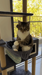 Cat yawns, grooms, receives pets in Bat Yam