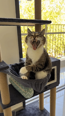 Cat yawns, grooms, receives pets in Bat Yam