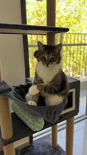 Cat yawns, grooms, receives pets in Bat Yam