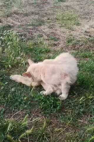 A light-colored cat is grooming itself in the grass. The cat is sitting down with its back to the camera, and it is licking its leg. The grass is green and there is some dry dirt in the background. The lighting suggests it is daytime.