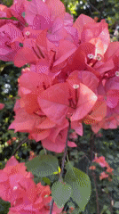 Late-night garden photography captures blooming bougainvillea and orchids