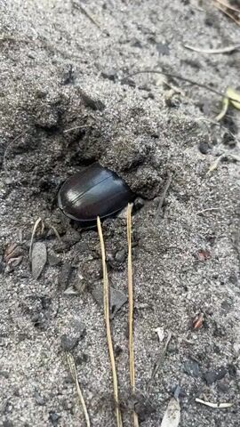 A dark brown beetle is positioned on the sandy ground, partially burrowed into a mound of dark soil. Two dry, yellow pine needles lie horizontally in front of the beetle, closer to the viewer. The ground is composed of coarse sand, with small pebbles, dirt, and scattered organic debris such as tiny twigs and pine needles. The lighting suggests it is daytime, possibly outdoors in a natural environment like a forest floor or sandy area. The beetle's shiny exoskeleton reflects the light, highlighting its curved shape. The focus is tight on the beetle and its immediate surroundings, with the background slightly blurred, indicating a shallow depth of field. There is no visible text in the media file.