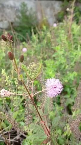 The video shows a close-up, slightly shaky view of a Mimosa pudica plant, commonly known as a sensitive plant or shameplant. The focus is on the plant's leaves, which appear to be in a closed or partially closed state, a characteristic response to touch or disturbance. One fuzzy pink flower head is visible, along with several unopened buds. The background consists of a blurred green environment with other plants. The lighting suggests an outdoor setting, possibly in the daytime. The camera pans slightly, causing the image to move.