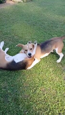 Two Beagles are playfully interacting on a lush green lawn. One Beagle lies on its back with its paws in the air, looking up at the other dog. The second Beagle stands over it, leaning down and engaging with its playful partner. Both dogs are tri-colored with white, tan, and black markings, characteristic of the Beagle breed. The scene is well-lit, indicating daytime, and the grass appears to be a well-maintained outdoor space like a backyard or park. The dogs' body language suggests a friendly, wrestling-like play session, with no signs of aggression. No text is visible.