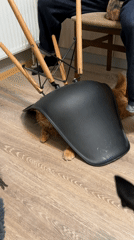 Cat seeks shelter under upturned chair in Saint Petersburg