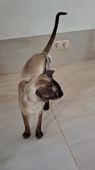 Oriental and Siamese cats living their best life in Таптыково