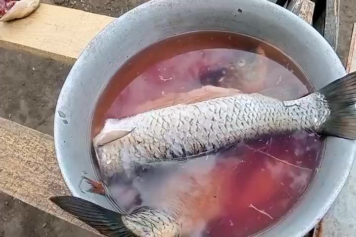 A large metal basin contains several whole fish submerged in a reddish liquid. The basin is sitting on a rough, wooden surface. In the background, the ground appears to be dirt and scattered debris. A piece of what looks like fish flesh is visible on a piece of wood in the upper left corner. The fish are silver-scaled with dark fins. The lighting suggests an outdoor setting, possibly during the day.