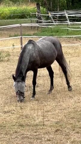 A grey horse with a fly mask grazes in a dry, grassy field. The horse is positioned in the center of the frame, facing downwards and to the left as it eats. The field is dry and sparse with some scattered green vegetation. In the background, a white electric fence runs horizontally, with wooden posts supporting it. Beyond the fence, there are trees and foliage, indicating a natural outdoor environment. The sky is overcast, creating a diffused light.