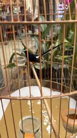 A bird, likely an Oriental Magpie-Robin, is captured in a traditional wooden cage in an indoor setting. The bird is predominantly black with a white patch on its wing, a white rump, and an orange-brown belly, and features a long black tail. It is perched on a wooden stick inside the cage, occasionally moving its head and body, and briefly hops to the bottom before returning to the perch.

Inside the cage, there are two small, clear plastic or glass containers attached to the bars, likely for food or water, and another plastic feeder containing seeds at the bottom right. Bird droppings are visible on the brown paper lining the bottom of the cage.

The background shows blurred figures of people and lush green plants, possibly orchids, suggesting a shop or market environment. The location is Hiệp Thạnh, Vietnam. The lighting indicates it is daytime.