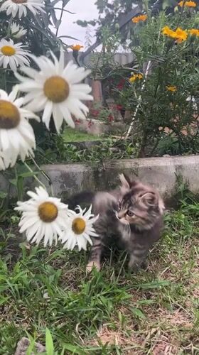 Backyard summer evening in Psebai: kitten, daisies, and potato wedges