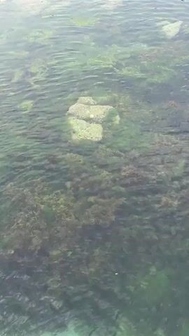 The video shows a patch of water with seaweed and a light-colored rock beneath the surface. The water is relatively clear, allowing a view of the underwater features. There is no visible activity or human presence in the shot. The water has gentle ripples, and the seaweed is swaying slightly with the current.