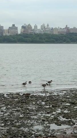 The video shows a wide shot of a body of water with a rocky, muddy shoreline in the foreground. Several Canada geese are present, some wading in the shallow water near the shore, and others standing on the muddy bank. In the background, across the water, is a cityscape with buildings and trees. The sky is overcast. The overall impression is a natural scene juxtaposed with an urban environment.