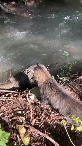 A long-haired cat with tabby markings is positioned at the edge of a flowing stream, its body angled towards the water. The cat's head is turned, facing the stream's surface, as if observing something within it. The ground around the cat is covered in a mixture of dry leaves, twigs, and dirt, suggesting a natural, possibly wooded, environment. The stream itself appears murky and is in motion, with visible ripples and currents. Sunlight filters through unseen foliage, casting shadows on the scene. No other animals or people are visible.