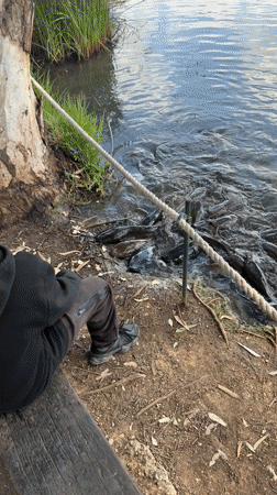 Spring wildlife and blooms documented near Rosh Haayin, Israel
