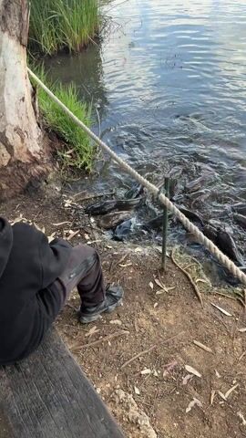 A person is sitting near a lake edge, looking at a large group of dark-colored fish in the water. The person is wearing dark pants and shoes, and a black jacket. A rope is strung along the edge of the water, presumably as a barrier. The fish are close to the shore, crowded together in the water. The lake appears to be somewhat murky. A tree and some grass are visible on the shore.