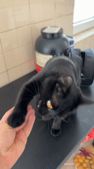 Black cat with yellow eyes observed on countertop in Montenegro
