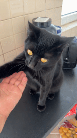Black cat with yellow eyes observed on countertop in Montenegro