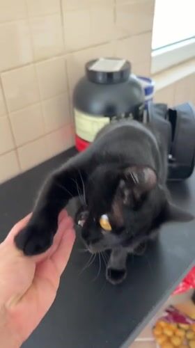 Black cat with yellow eyes observed on countertop in Montenegro