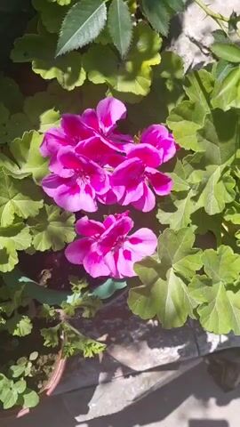 This is a close-up, top-down video of a cluster of bright pink geranium flowers with dark pink markings in their centers, surrounded by green leaves. The flowers are in focus, with the leaves slightly blurred. The lighting suggests it is daytime, with sunlight casting shadows. The flowers appear to be in a planter. The video is short and static, with no discernible movement other than slight ambient light changes.